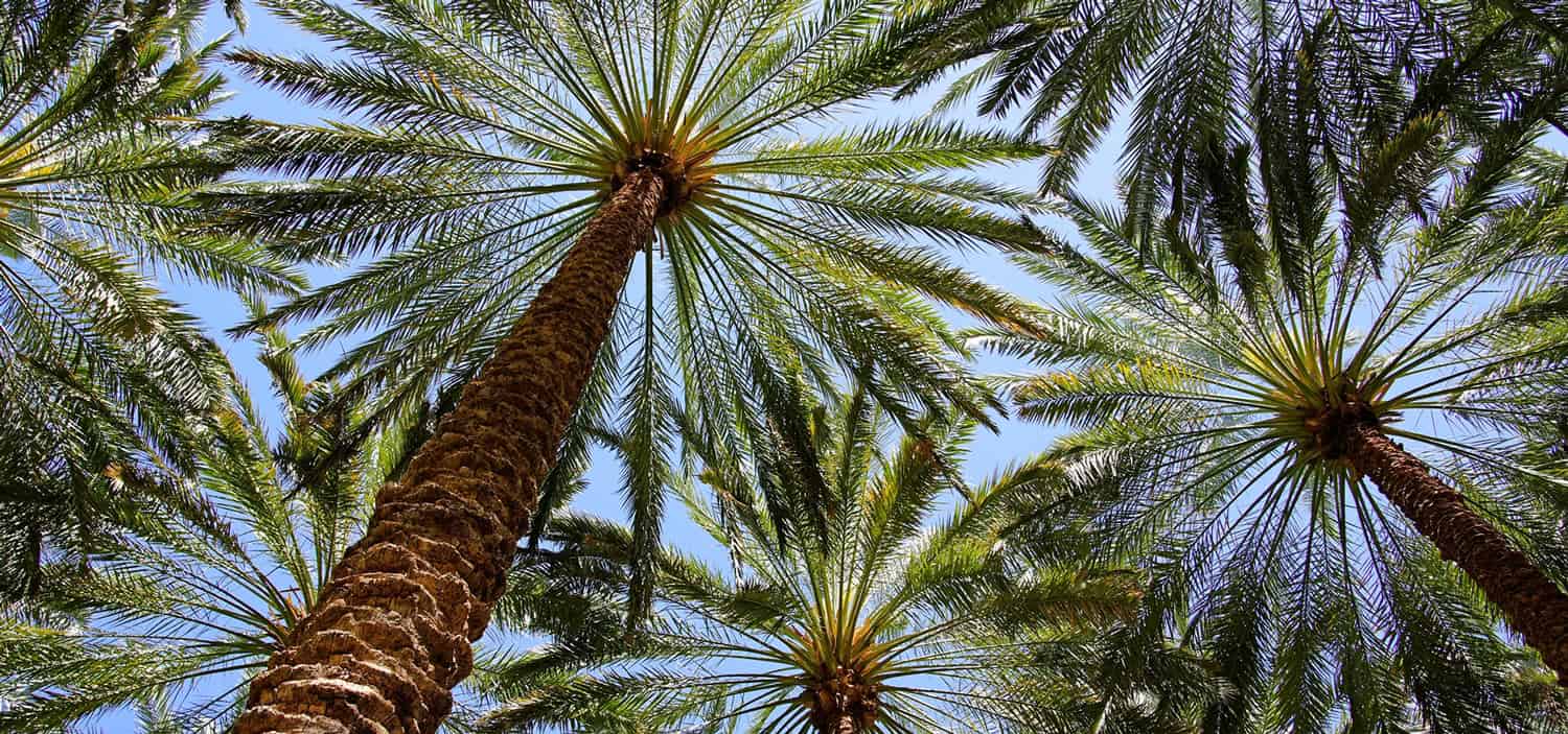 Looking upwards toward date palm trees