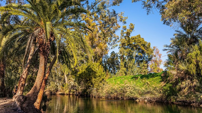 Date palms and other plants on the River Jordan